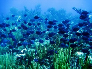 Banc de poissons